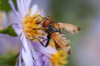 Phasia aurigera