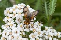 Ectophasia crassipennis