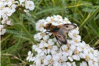 Ectophasia crassipennis