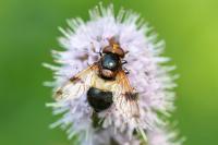 Volucella pellucens