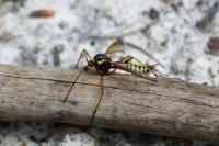 Ctenophora flaveolata