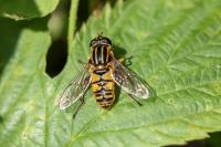 Helophilus pendulus