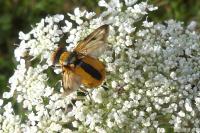 Ectophasia crassipennis