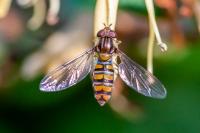 Episyrphus balteatus