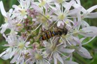 Episyrphus balteatus