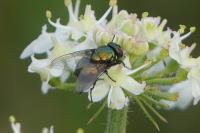 Lucilia