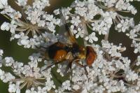 Ectophasia crassipennis