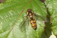 Episyrphus balteatus