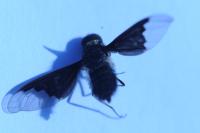 Hemipenthes morio