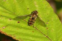 Episyrphus balteatus