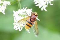 Volucella zonaria