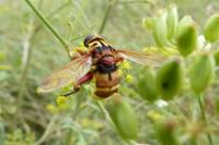 Milesia crabroniformis