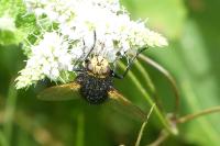 Tachina grossa