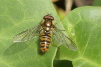 Episyrphus balteatus