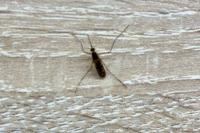 Culex pipiens