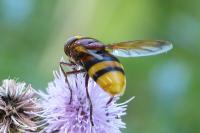 Volucella zonaria