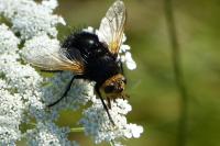 Tachina grossa