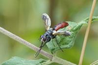 Cylindromyia bicolor