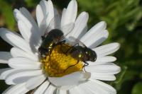 Lucilia