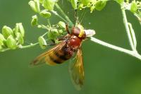Volucella zonaria