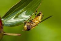 Epistrophe eligans