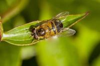 Epistrophe eligans