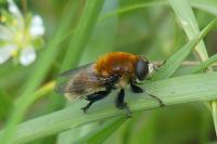Merodon equestris