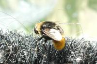 Merodon equestris