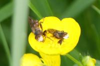 Myopa tessellatipennis