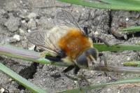 Merodon equestris
