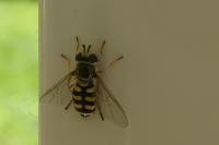 Eupeodes corollae