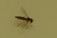 Sphaerophoria scripta