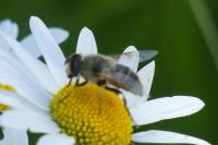 Eristalis tenax