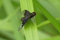 Hemipenthes morio