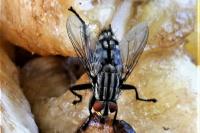 Sarcophaga carnaria