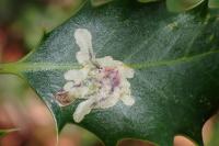 Phytomyza ilicis