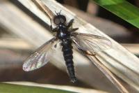 Bibio lanigerus