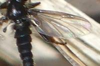 Bibio lanigerus