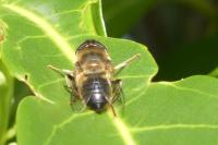 Eristalis tenax