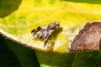 Tephritis formosa