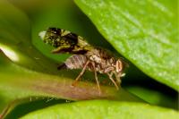 Tephritis formosa