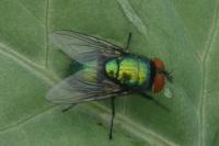 Lucilia