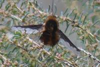 Bombylius major