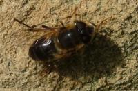 Eristalis