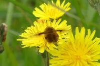 Bombylius major