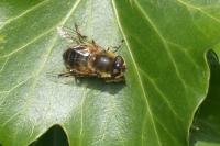 Eristalis tenax
