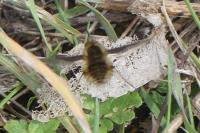 Bombylius major
