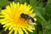 Eristalis tenax
