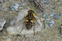 Helophilus pendulus