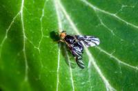 Euleia heraclei